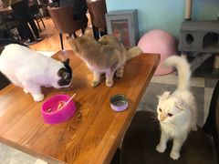 -猫小院猫主题餐厅(三里屯店)