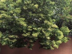 -塔尔寺-菩提树