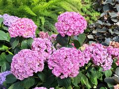 -石家庄市植物园