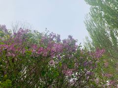 -大兴滨河森林公园