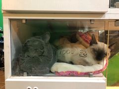-李小姐の猫咖啡馆(五角场店)