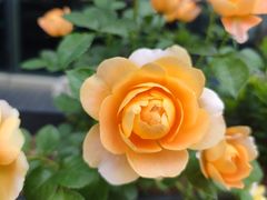 -映水芙蓉(上海万象城店)