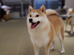-逗柴咖啡屋·狗咖猫咖宠物桌游