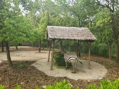 -合肥野生动物园