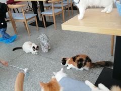 -绒爪撸猫下午茶·猫咖