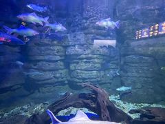 -江和美海洋公园