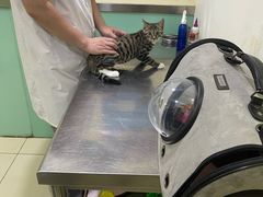 -米苏动物医院·犬猫专科·骨科外科内窥镜
