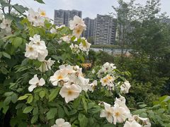 -三圣花乡旅游区