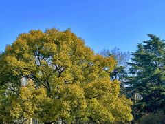 -上海共青森林公园