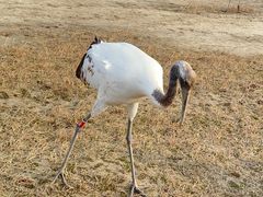 -盐城丹顶鹤湿地生态旅游区