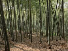 -上海佘山国家森林公园天马山园