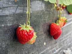 -小鱼草莓采摘园农家乐·小鱼餐厅