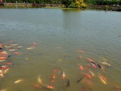 -大湾区中央湿地公园
