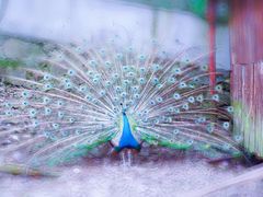 -藏龙百瀑风景区