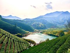 -龙坞茶村