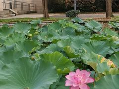 -绍兴鉴湖君澜大酒店