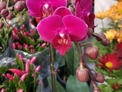-秦美花卉(天朗·莱茵小城2期店)