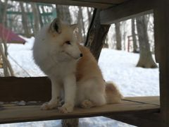 -宫城藏王狐狸村