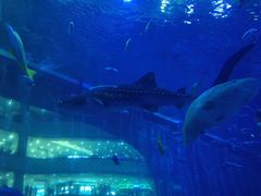 -成都浩海立方海洋公园