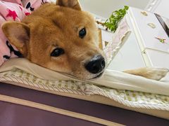 -1013 PET SHOP 宠物商店(近铁城市广场店)
