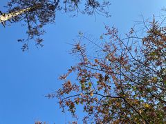 -MOJ coffee(瓯海泽雅水碓坑店)