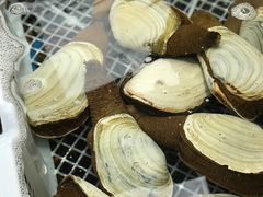 象拔蚌-盒马鲜生(大成店)