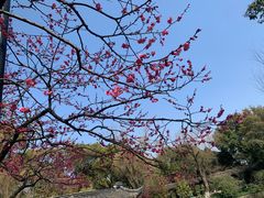 -红梅公园