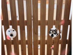 -柴犬小屋·柴餐厅·狗咖食堂(金鼎广场店)