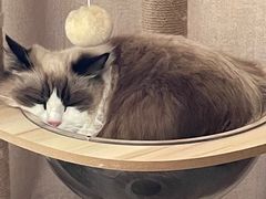 -花姐羊肉炉(吕厝店)