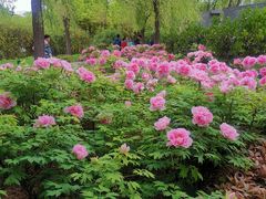 -洛阳市隋唐城遗址植物园