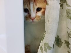 -安安宠医宠物医院·异宠·犬猫内科(岳阳分院)