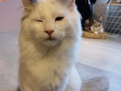 -猫儿山۰猫主题餐厅