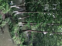 -桤木河湿地公园