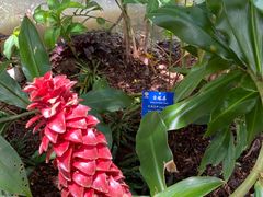 -中国科学院西双版纳热带植物园