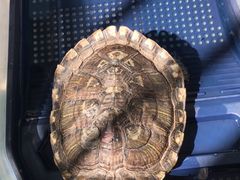 -瑞鹏宠物医院·微创内窥镜·骨外科·牙科(翠竹分院)