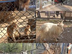 -长白岛森林公园