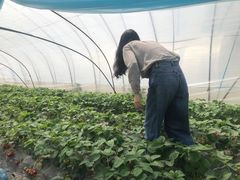 -喜杨洋草莓采摘园