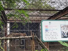 -合肥野生动物园