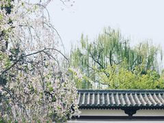 -西安青龙寺遗址景区