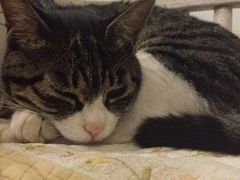 喵-海边的猫和咖啡馆