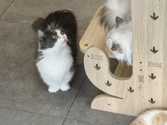 -飞行喵MR PILOT|猫舍·猫咖(静安大融城店)