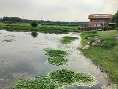 -荷塘月色湿地公园·向阳花洲