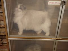 -猫的茶·猫咖