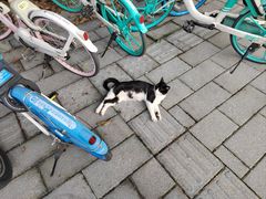 -同济大学(嘉定校区)