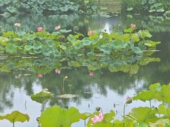 -金银湖国家城市湿地公园