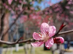 -桃花岭景区