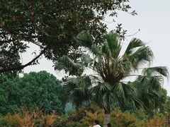-东莞植物园