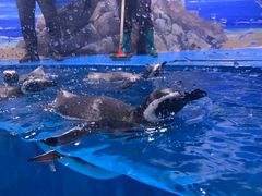-海合安青岛极地海洋公园