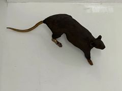 -胶囊画廊