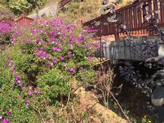 -广州市石门国家森林公园
